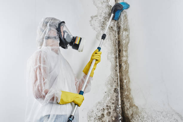 Best Attic Mold Removal  in Crossville, AL